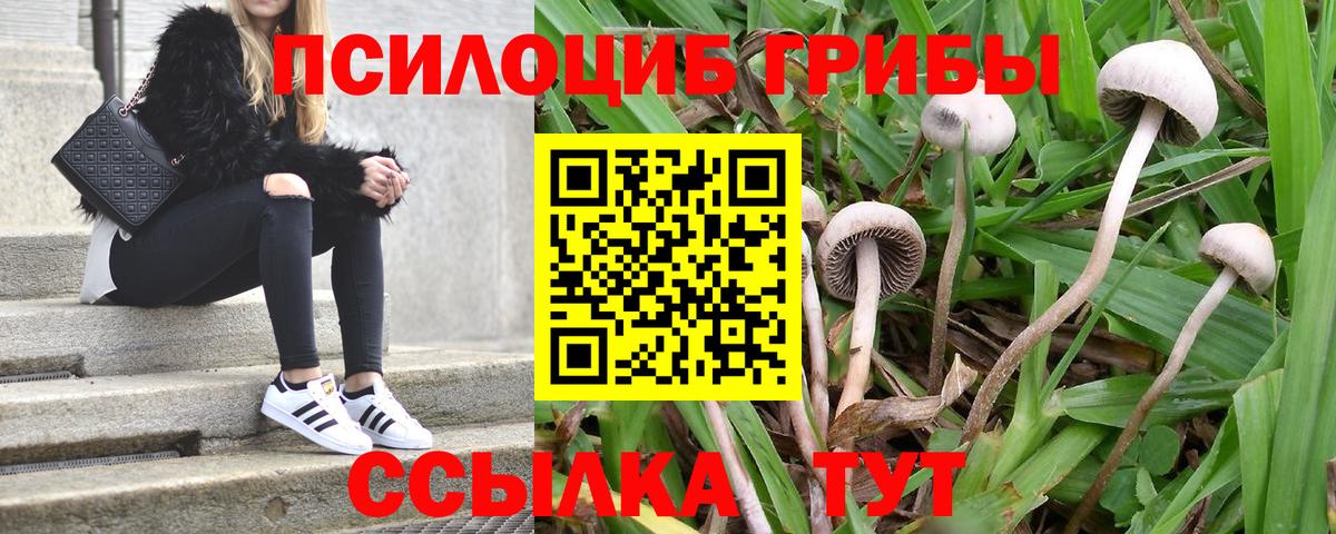 Галлюциногенные грибы прущие грибы Чернушка